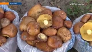 В Донецкой области начался грибной сезон