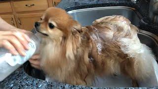 how to bathe my pomeranian at home dog grooming