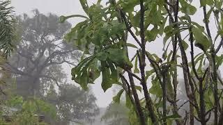 Chuva agradável e calma para relaxar