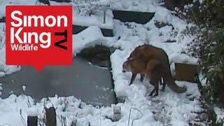 Foxes Mating - Very Rare Footage - Fascinating Behaviour