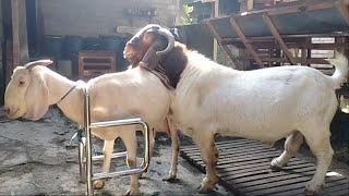 Boer Goat FB crosses with white goat in village farm