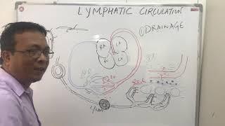 lymphatic system-par 1nursing and mbbs year1 lymphatic circulationAnatomy and Physiology