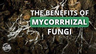 Allies in the Soil Mycorrhizal Fungi  Dr. Adam Cobb