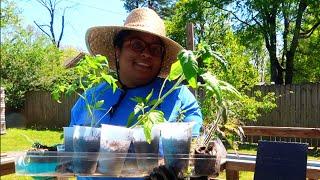 Busy Day IN BACKYARD GARDEN + Transplanting & Making a Mess  Zone 8a TN