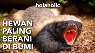 fakta unik musang madu honey badger ratel hewan yang berani melawan singa dan macan tutul