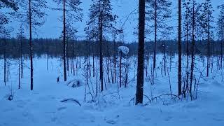 Snow walking with snow shoes in Lapland Finland.