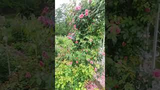 Роза Рамблер Камелот в моем саду любимица #garden #сад #дача #цветы #розы #flowers