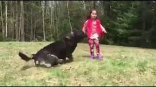 Как собака защищает ребенка  How the dog protects the child