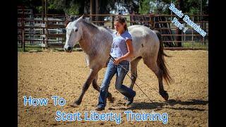 How To Start Liberty Training With Your Horse Basic Exercises Part 1