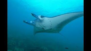 Alien of the deep sea Manta Ray