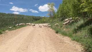 Sheep crossing FR131 between soldier summit and strawberry res