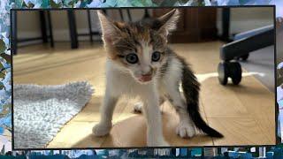 Foster Kitten Livestream S9 E30 - June 21 2024