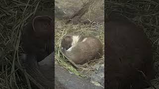 Some sleep stoats