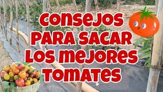 CONSEJOS IMPORTANTES para cultivar TOMATES El Huerto de Kevin