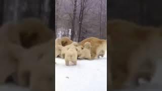 Dog Golden Retriever and babies