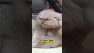 ANAK KUCING BRITISH MAU JADI JAWIR