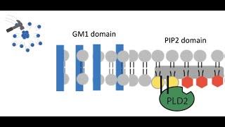 Lipid Regulation of Alzheimer’s Proteins by Ultrasound with Scott Hansen