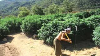 HIGH TIMES Presents MASTER GROWERS GUIDE