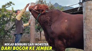 BOS DARI BOGOR TEMPUH PERJALANAN JAUH UNTUK BERBURU SAPI MONSTER DI PELOSOK JEMBER