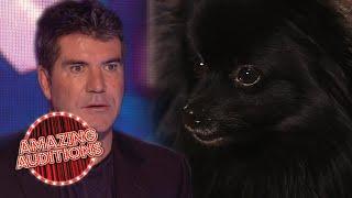 Ant And Dec Get HYPNOTISED By A Dog On Britains Got Talent  Amazing Auditions