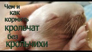 Как выкормить новорожденных крольчат без крольчихи?What and how to feed the rabbits. #кролики.