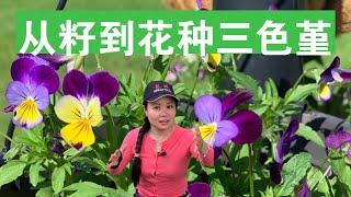 ENG SUB 三色堇太好种了，多年生还漂亮 How To Plant Viola From Seeds