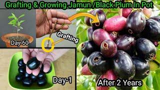 How To Grow Jamun From Seed  Grafting In Jamun Plant With 2 Years Updates