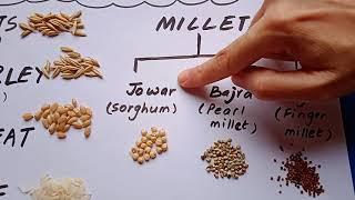 Cereals And Millets of India Ragi Bajra Jowar Oats Barley Wheat Rice