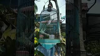 a caged bird and the nature #shorts #nature #birds #birdsounds #burung #burungkicau #birdslover