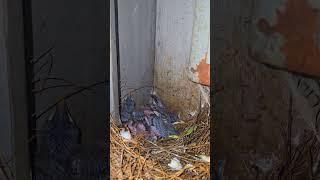 bird babies in nest #birdsnest #bird #birdbabiesinnest #babybirds #short #shorts #shortvideo #birds