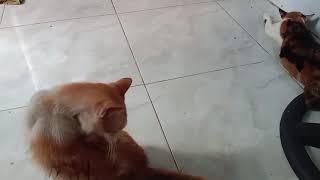 Sedih banget tadi melihat kucing dalam kardus