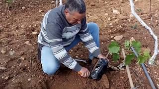 زراعة شتلة العنب .Planting Grapes