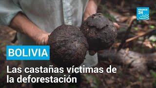 En Bolivia la nuez amazónica es víctima de la deforestación • FRANCE 24 Español