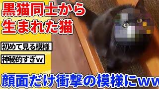 【2ch動物スレ】黒猫同士から生まれた子猫→突然変異で奇跡の模様にｗｗｗｗｗ