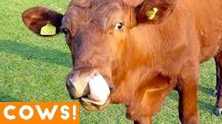 Funniest Cow Compilation September 2018  Funny Pet Videos