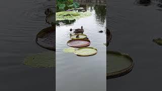 Cutest little ducklings  #animals #nature #naturelovers #duck #ducks #ducksswimminginpond #shorts