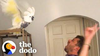 Bird Who Lost Her Owner Loves Dancing With New Dad  The Dodo