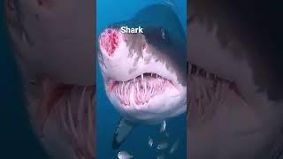 Dangerous Ocean #shark #short