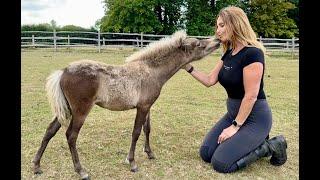 WORLDS SMALLEST HORSE - The Miniature Horse