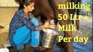 Buffalo Milking evening schedule Village life vlogs