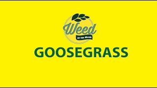 Goosegrass - How to Identify and Get Rid of It