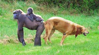Mother Gorilla and Dog Close Relationship Mountain Gorilla Start life meeting