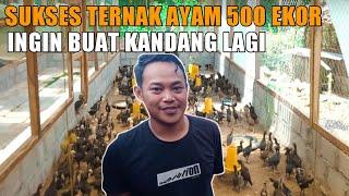 TERNAK AYAM 500 EKOR HASILNYA LUMAYAN 