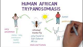 Sleeping Sickness - an introduction to African Trypanosomiasis