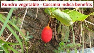 Kundru vegetable - Coccinia indica benefits  Himachal Pradesh India