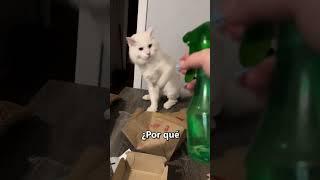 Por esto los gatos tienen miedo al agua 