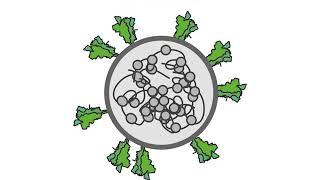 Neuropilin-1 drives SARS-CoV-2 infectivity