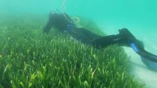 Worlds Largest Known Plant Discovered in Shark Bay