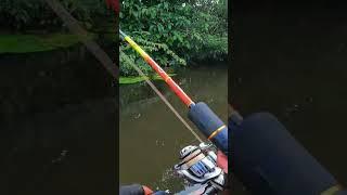 Mancing Di Rawa Banjir Diserang Ribuan Ikan Toman  #short #shorts