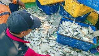 Ikan Tangkapan Cuma Sedikit Sandar Dari Laut Langsung Bongkar - Vlog Nelayan Story